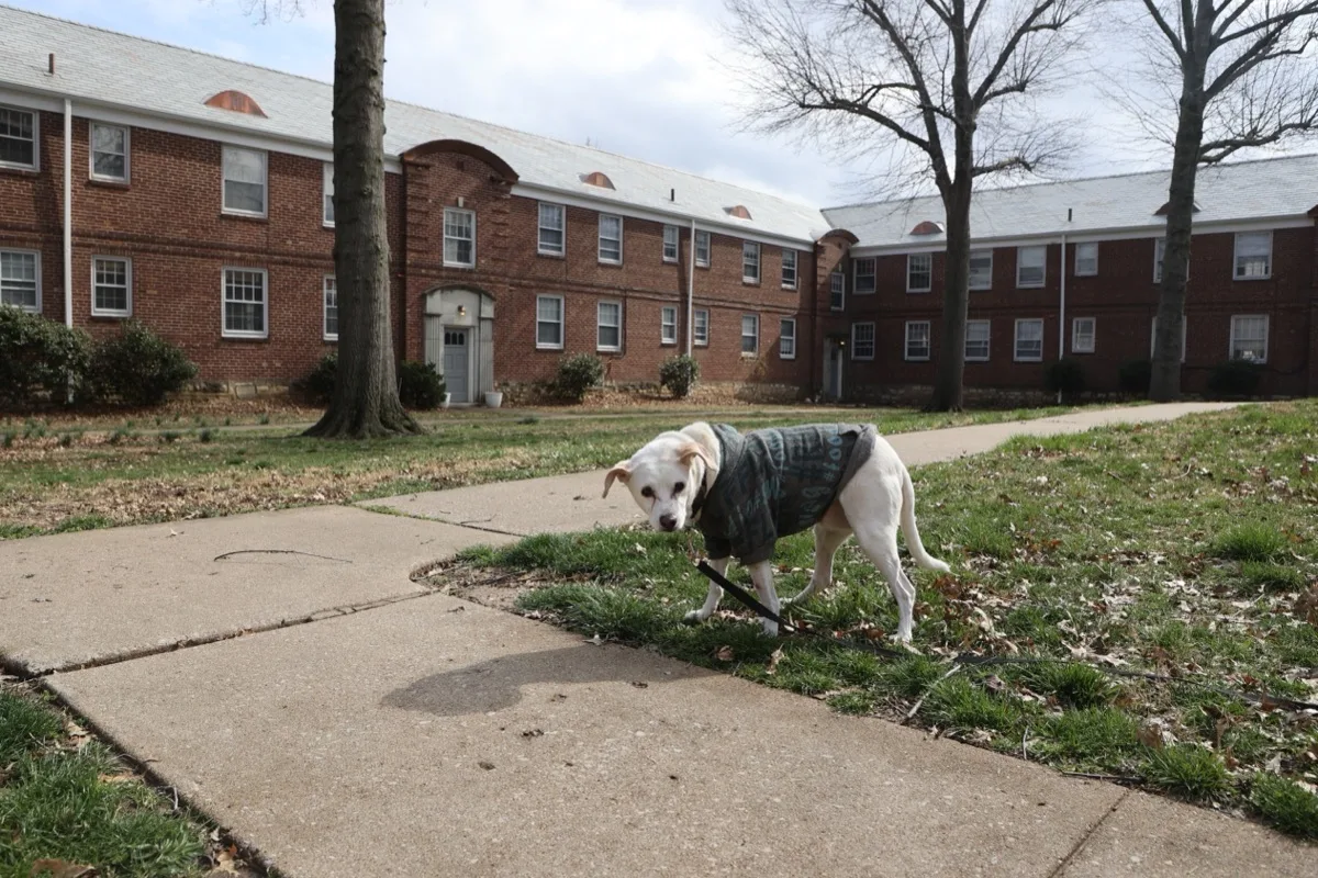 Dog enjoying a walk on the Jefferson Heights grounds