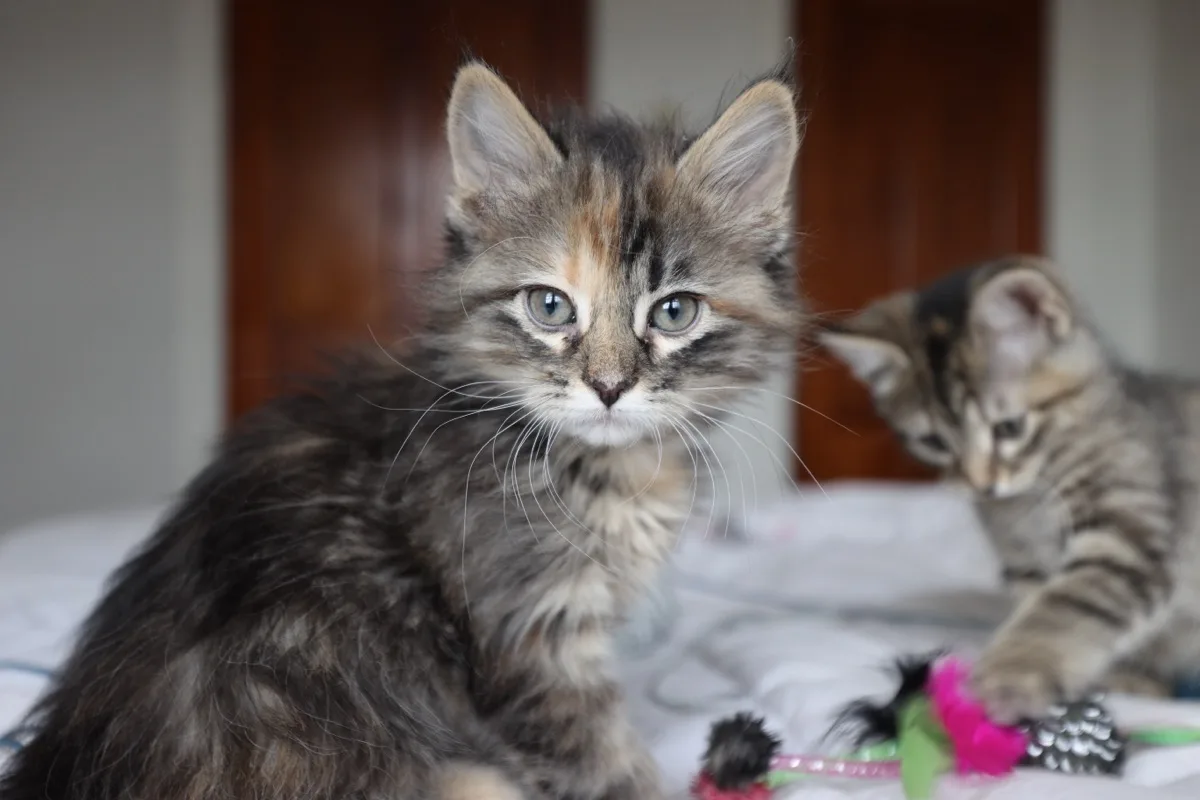 Kittens enjoying their Jefferson Heights apartment